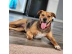 Adopt Sadie a Catahoula Leopard Dog / Mixed dog in Sunrise Beach, MO (40934325)