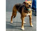 Adopt Sadie a Catahoula Leopard Dog / Mixed dog in Sunrise Beach, MO (40934325)