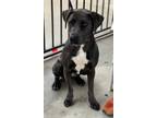 Adopt Bonny a Mixed Breed (Medium) / Mixed dog in Killen, AL (40926660)