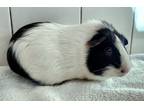 Adopt Mocha a Guinea Pig small animal in Monterey, CA (39195015)