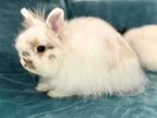 Adopt Frida a White Jersey Wooly / Mixed (long coat) rabbit in Antioch