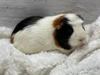Adopt Arthur a Guinea Pig small animal in Montclair, CA (40933819)