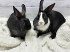 Adopt Penny & Gweny a Other/Unknown / Mixed rabbit in Montclair, CA (40933799)