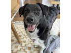 Adopt Maggie a Black - with White Border Collie / Labrador Retriever / Mixed dog