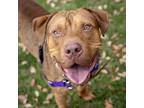 Adopt Copper a Red/Golden/Orange/Chestnut Mixed Breed (Large) / Mixed dog in