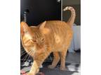 Adopt OJ a Orange or Red Tabby Tabby / Mixed (short coat) cat in Tucson