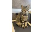 Adopt Jerry a Gray or Blue Domestic Shorthair / Mixed Breed (Medium) / Mixed