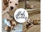 Adopt Buddy a White - with Tan, Yellow or Fawn Pit Bull Terrier / Hound (Unknown
