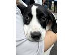Adopt Louise a White German Shorthaired Pointer / Mixed dog in Charleston