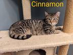 Adopt Cinnamon a Brown Tabby Domestic Shorthair (short coat) cat in Brick