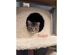 Adopt Sugar a Brown Tabby Domestic Shorthair (long coat) cat in Brick