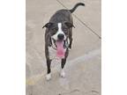 Adopt Murray (formerly Archie) a Brindle Pit Bull Terrier / Mixed dog in Broken