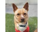 Adopt Hattu a Red/Golden/Orange/Chestnut Corgi / Jindo / Mixed dog in Calgary