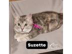 Adopt Suzette a Tortoiseshell Domestic Shorthair (short coat) cat in Dallas
