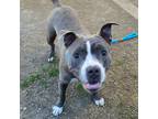 Adopt Tiana a Gray/Silver/Salt & Pepper - with White Staffordshire Bull Terrier