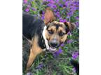 Adopt Guns Dixon a Shepherd (Unknown Type) / Mixed dog in Rockaway
