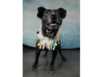 Adopt Biscuit a Black Mixed Breed (Medium) / Mixed dog in Atlanta, GA (40699406)