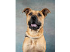 Adopt Malfoy a Tan/Yellow/Fawn Belgian Malinois / Mixed dog in Atlanta