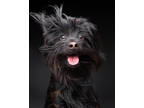 Adopt Koah a Black Mixed Breed (Small) / Mixed dog in Wausau, WI (40429575)