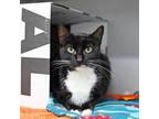 Adopt Luna Bean a All Black Domestic Shorthair / Domestic Shorthair / Mixed cat