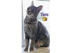 Adopt Tara a Gray or Blue Domestic Shorthair / Mixed Breed (Medium) / Mixed