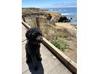 Adopt Cooper a Black Labradoodle / Mixed dog in Santa Maria, CA (40932210)