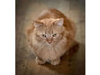 Adopt Pat a Orange or Red Domestic Mediumhair / Domestic Shorthair / Mixed cat