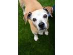 Adopt Mabel a Tan/Yellow/Fawn Beagle / Mixed dog in Newport Beach, CA (40806456)