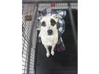 Adopt Zorro a White Mixed Breed (Small) / Mixed Breed (Medium) / Mixed (short