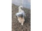 Adopt Jerry 3 a Tan/Yellow/Fawn Havanese / Mixed Breed (Medium) / Mixed (short