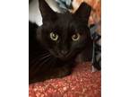 Adopt Brandy a All Black Domestic Shorthair / Domestic Shorthair / Mixed cat in