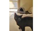 Adopt Hallie a All Black Domestic Shorthair / Domestic Shorthair / Mixed cat in