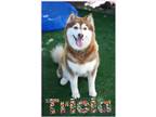 Adopt Tricia a Brown/Chocolate Husky / Mixed (short coat) dog in Marathon