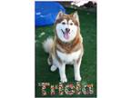 Adopt Tricia a Brown/Chocolate Husky / Mixed dog in Marathon, FL (40778374)
