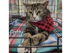 Adopt Patty Baby a Brown Tabby Domestic Shorthair (short coat) cat in Great