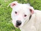 Adopt Libby a White Mixed Breed (Medium) / Mixed dog in Georgetown