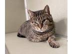 Adopt Nick Furry a Domestic Shorthair / Mixed cat in Milltown, NJ (40719416)