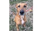 Adopt Reba a Red/Golden/Orange/Chestnut Doberman Pinscher / Mixed dog in