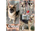 Adopt Coco a Black German Shepherd Dog / Catahoula Leopard Dog / Mixed dog in