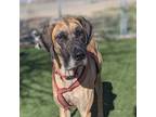 Adopt Ivy a Tan/Yellow/Fawn Great Dane / Mixed dog in Vail, AZ (40492609)