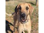 Adopt Lotus a Tan/Yellow/Fawn Great Dane / Mixed dog in Vail, AZ (40492608)