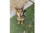 Adopt Roxanne a Tan/Yellow/Fawn - with Black German Shepherd Dog dog in Tampa