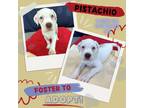 Adopt Pistachio a White American Pit Bull Terrier / Boxer / Mixed dog in