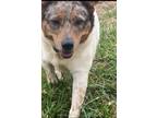 Adopt Celine a Australian Cattle Dog / Mixed dog in Henderson, KY (39787100)