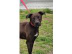 Adopt MARIO a Black Labrador Retriever / Mixed dog in Clinton, NC (40930265)