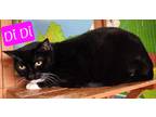 Adopt Di Di / Dexter a Domestic Shorthair / Mixed (short coat) cat in Jim