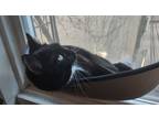 Adopt Lucia a Black & White or Tuxedo Domestic Shorthair (short coat) cat in