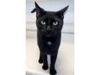 Adopt Eve a Black (Mostly) Domestic Shorthair (short coat) cat in DIDSBURY