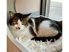 Adopt Pita a Brown Tabby Domestic Shorthair / Mixed (short coat) cat in LAS