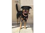 Adopt Rufus a Black Rottweiler dog in Alvin, TX (40930139)